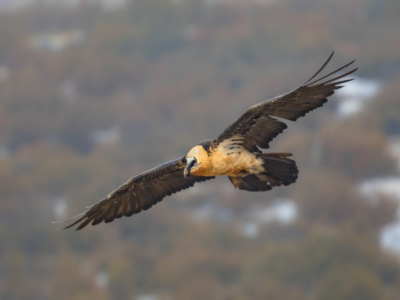 7 animales peligrosos en Suiza que los viajeros deben evitar