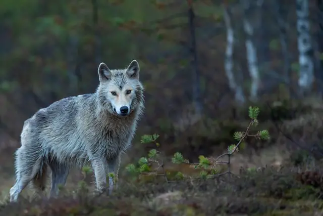 Principales animales peligrosos en Italia: 7 animales salvajes mortales