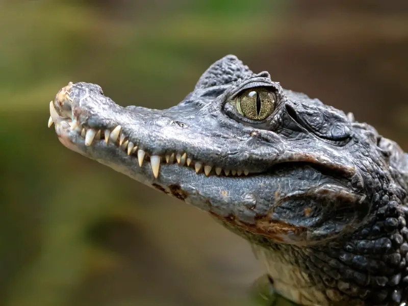 Los 9 animales más aterradores y peligrosos de Puerto Rico