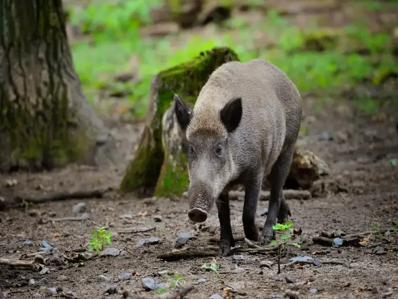 Los 11 animales más aterradores y peligrosos de Francia Los 11 animales más aterradores y peligrosos de Francia