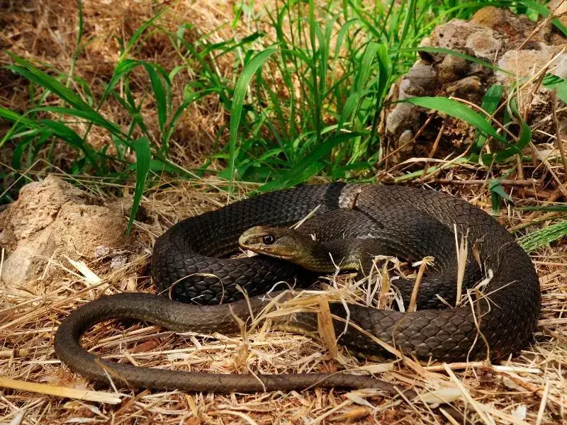 Los 11 animales más aterradores y peligrosos de Francia Los 11 animales más aterradores y peligrosos de Francia