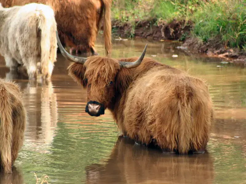Los 11 animales más aterradores y peligrosos de Francia Los 11 animales más aterradores y peligrosos de Francia