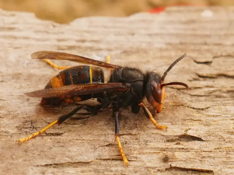 9 animales mortales a los que hay que tener cuidado