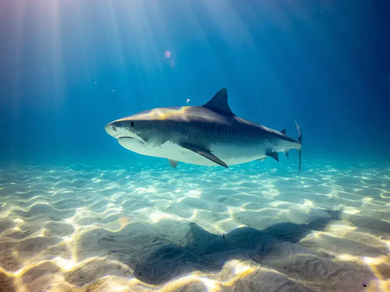 7 animales peligrosos en Croacia a tener en cuenta
