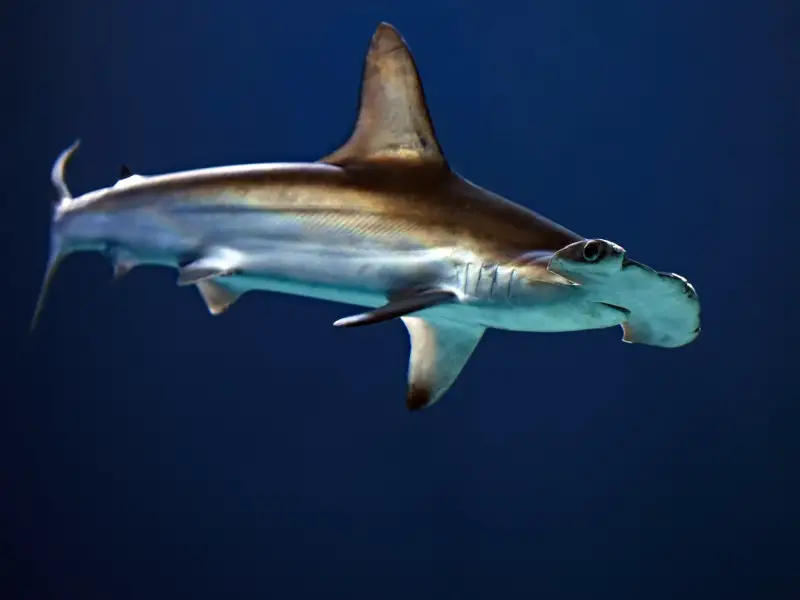 ¿Hay tiburones en el océano Atlántico? 11 especies que puedes encontrar