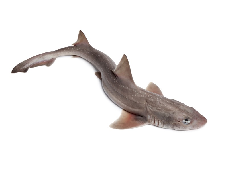 ¿Hay tiburones en el Mar Negro? 5 especies que podrías encontrar