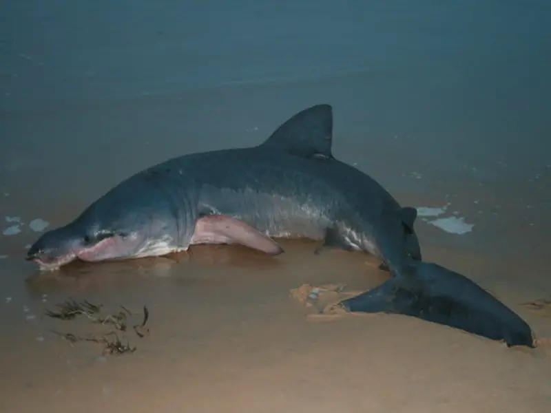 ¿Hay tiburones en el mar Egeo? 7 especies que puedes encontrar