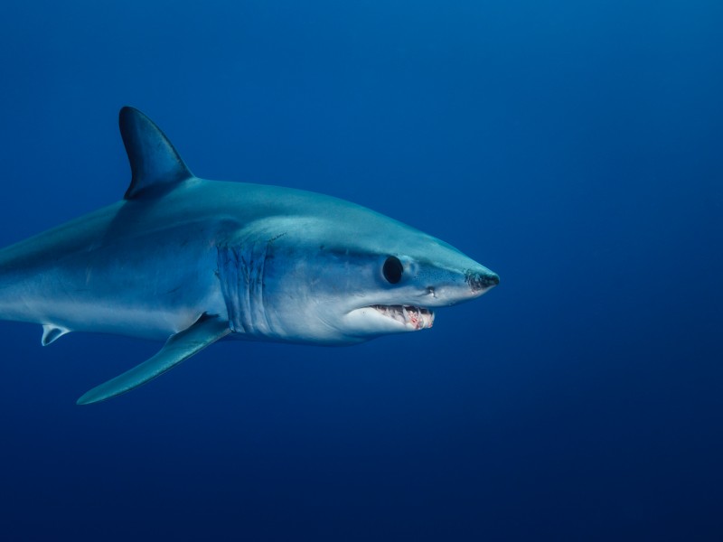 Los 7 animales más peligrosos que puedes encontrar en El Salvador