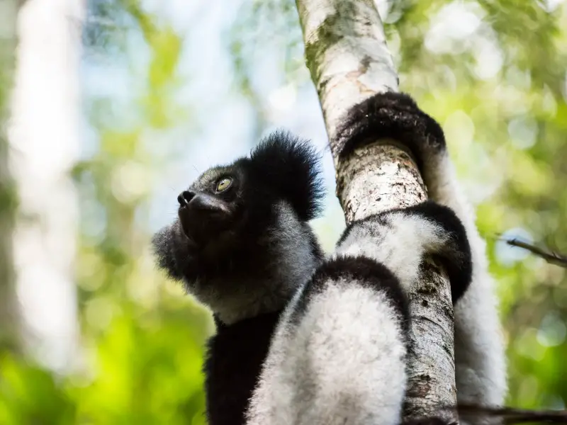 Animales peligrosos en Madagascar: 7 especies a evitar