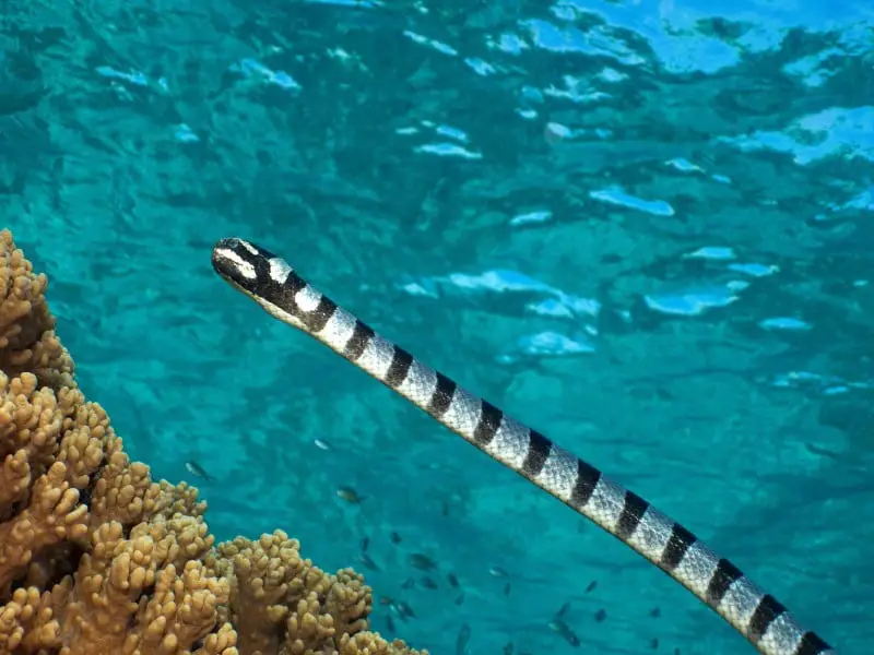 Animales peligrosos en Madagascar: 7 especies a evitar