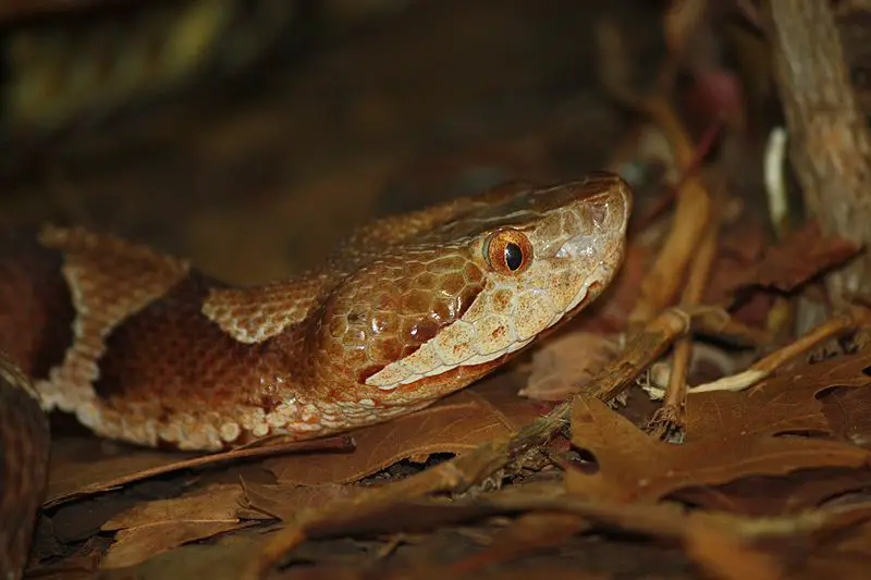 Los 7 animales más peligrosos de Kentucky: la vida silvestre más letal