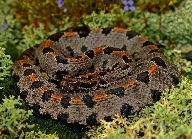 Los 7 animales más peligrosos de Kentucky: la vida silvestre más letal