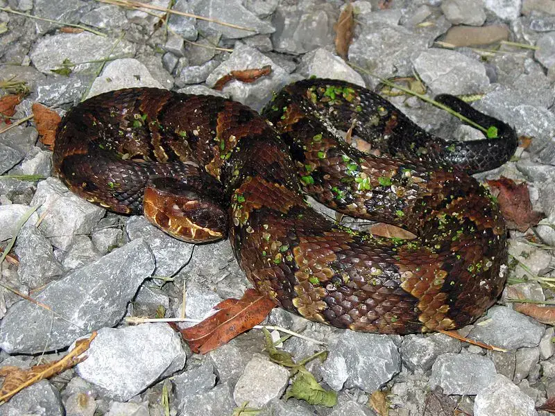 Los 7 animales más peligrosos de Kentucky: la vida silvestre más letal
