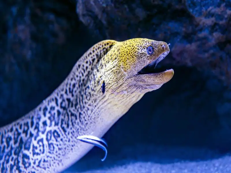 Evite estos 7 animales más peligrosos en las Maldivas