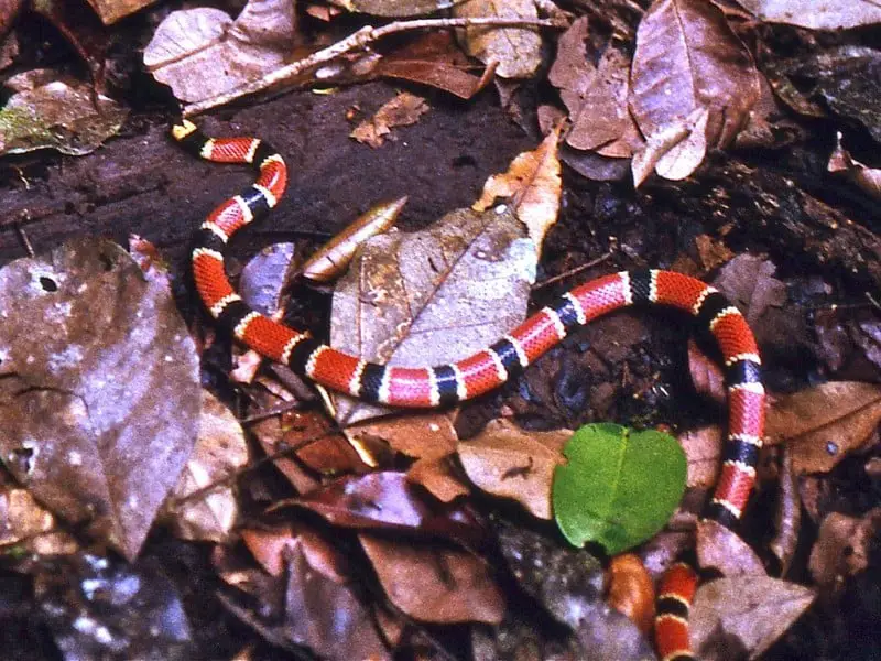 Los 13 animales más peligrosos y aterradores de Costa Rica Los 13 animales más peligrosos y aterradores de Costa Rica