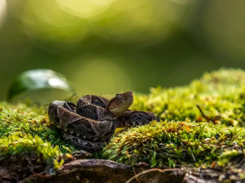 Los 13 animales más peligrosos y aterradores de Costa Rica Los 13 animales más peligrosos y aterradores de Costa Rica