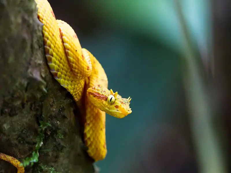 Los 13 animales más peligrosos y aterradores de Costa Rica Los 13 animales más peligrosos y aterradores de Costa Rica