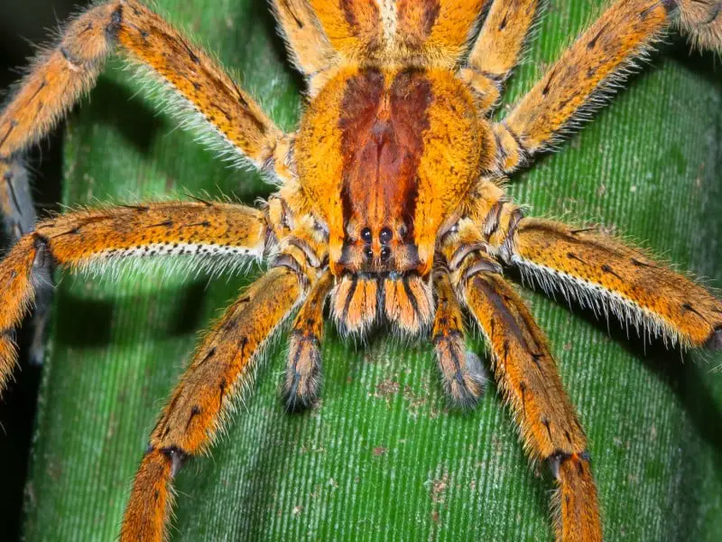 Los 13 animales más peligrosos y aterradores de Costa Rica Los 13 animales más peligrosos y aterradores de Costa Rica