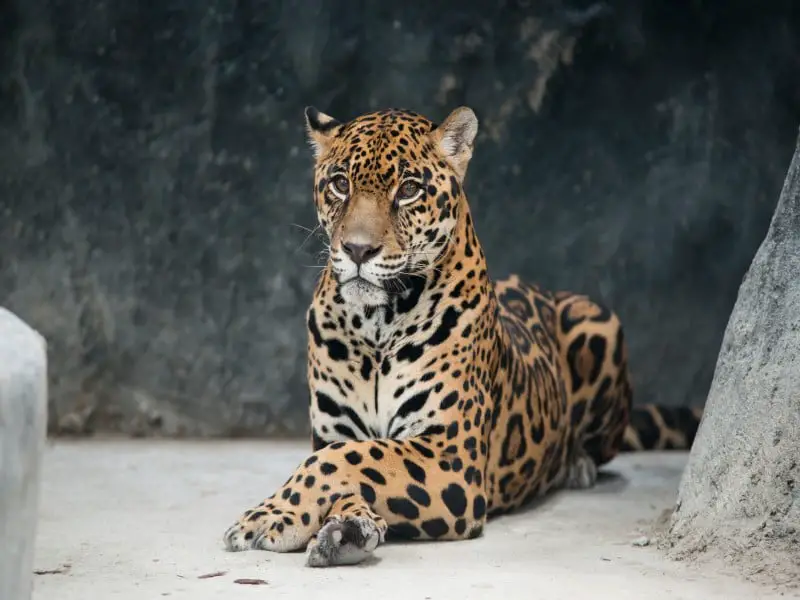 Los 13 animales más peligrosos y aterradores de Costa Rica Los 13 animales más peligrosos y aterradores de Costa Rica