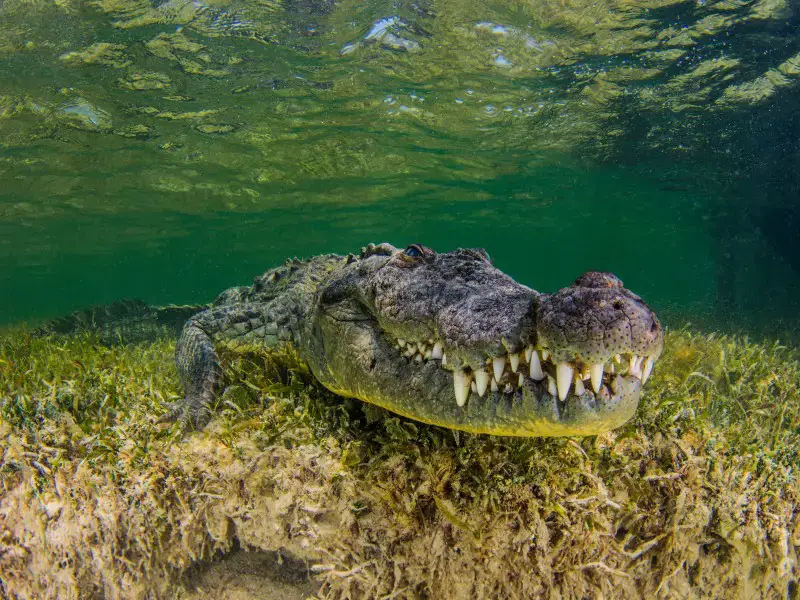 Los 13 animales más peligrosos y aterradores de Costa Rica Los 13 animales más peligrosos y aterradores de Costa Rica