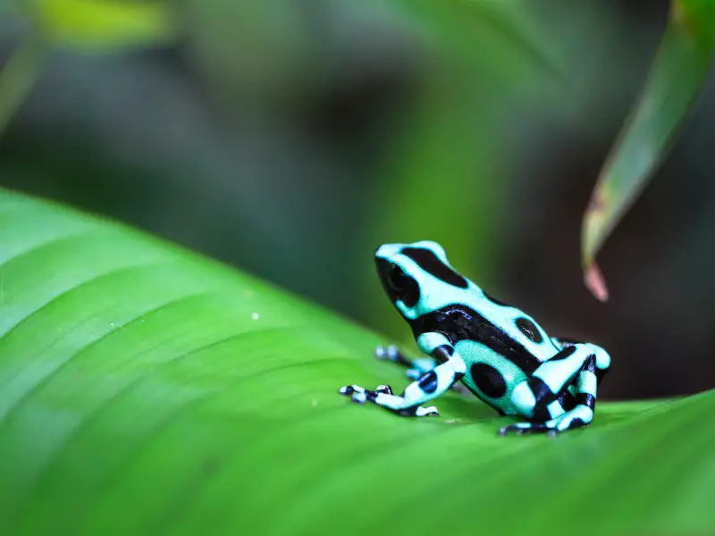 Los 13 animales más peligrosos y aterradores de Costa Rica Los 13 animales más peligrosos y aterradores de Costa Rica