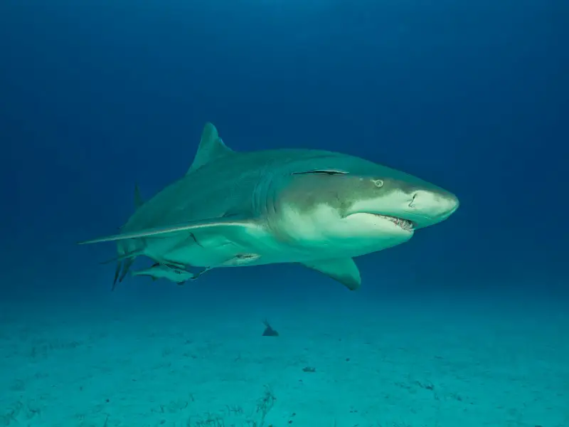 ¿Hay tiburones en el océano Atlántico? 11 especies que puedes encontrar