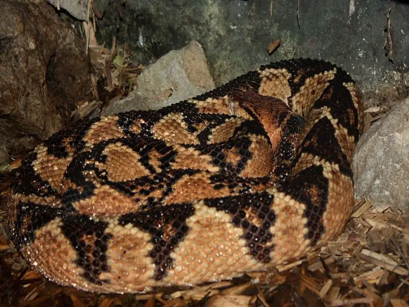 Los 13 animales más peligrosos y aterradores de Costa Rica Los 13 animales más peligrosos y aterradores de Costa Rica