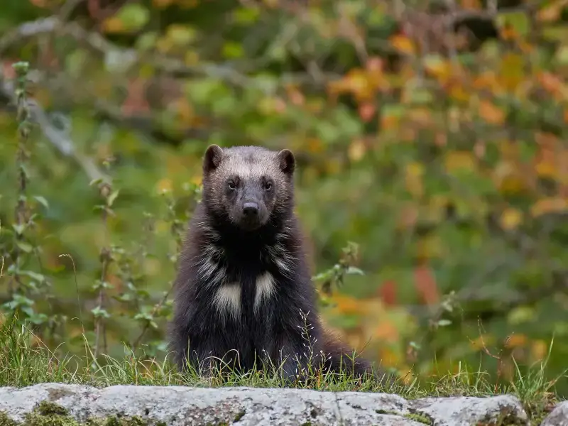Los 9 animales más mortíferos