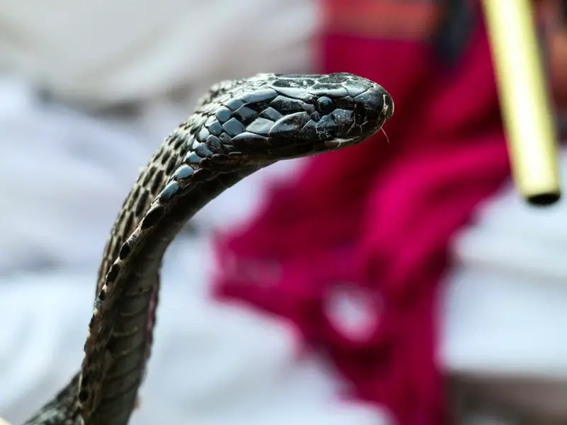 Los 7 animales más peligrosos de Egipto que debes conocer