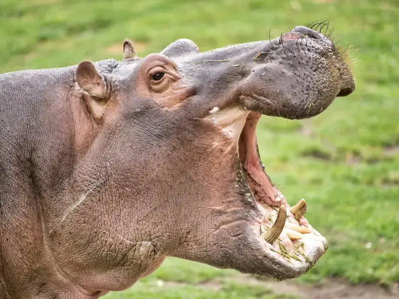 Los 7 animales más peligrosos de Egipto que debes conocer