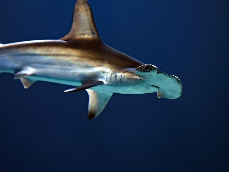Los 7 animales más peligrosos de Egipto que debes conocer