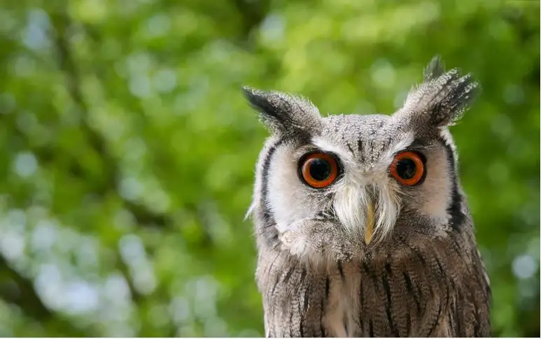 ¿Cuáles son los animales peligrosos en Irlanda?