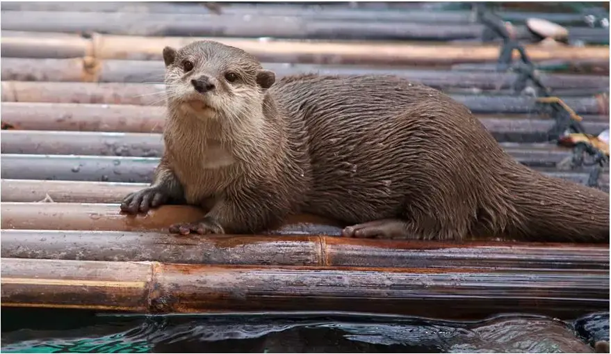 ¿Cuáles son los animales peligrosos en Irlanda?