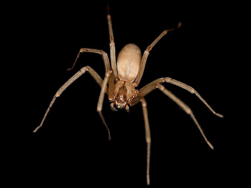Los 9 animales más aterradores y peligrosos de Malta
