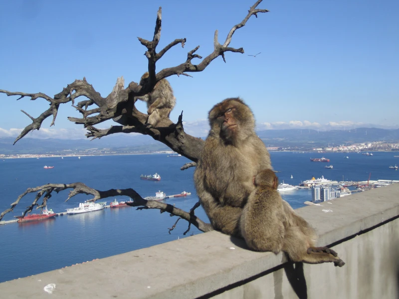 ¿Vale la pena visitar Gibraltar? Sí y no… ¿he aquí por qué?