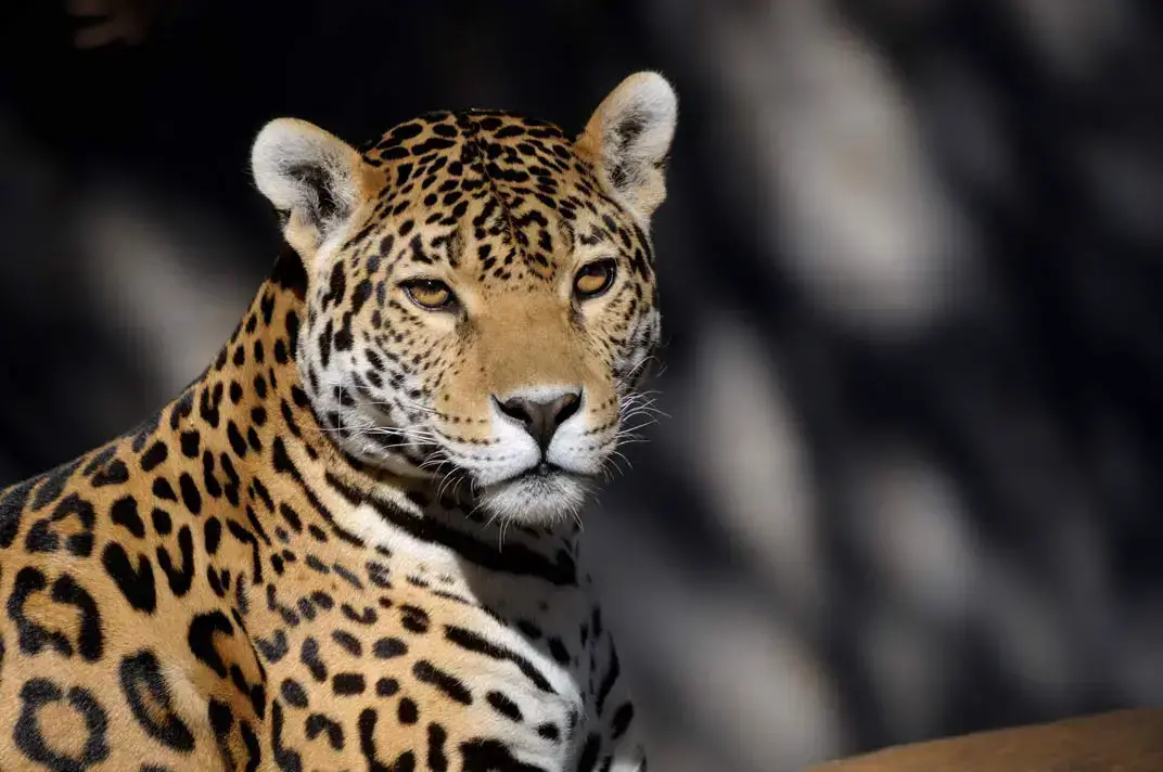 Los 7 animales más peligrosos del Perú: Los animales más letales Los 7 animales más peligrosos del Perú: Los animales más letales