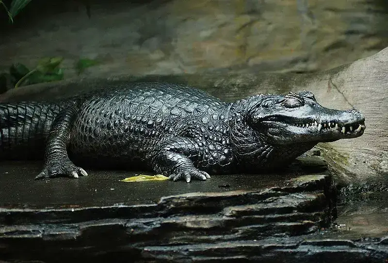 Los 7 animales más peligrosos del Perú: Los animales más letales Los 7 animales más peligrosos del Perú: Los animales más letales