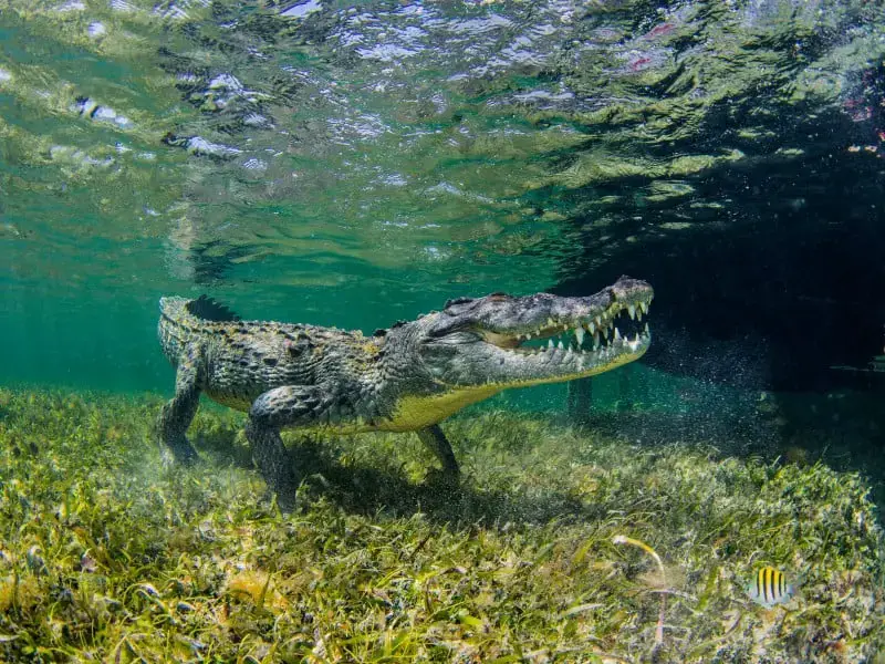 Los 7 animales más peligrosos que puedes encontrar en El Salvador