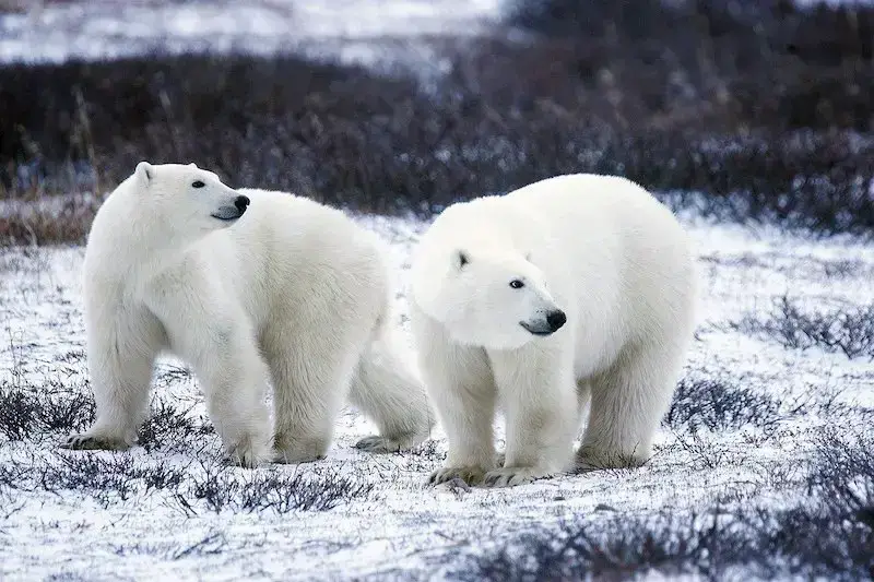 Los 7 animales más peligrosos de Alaska: el desierto de Alaska