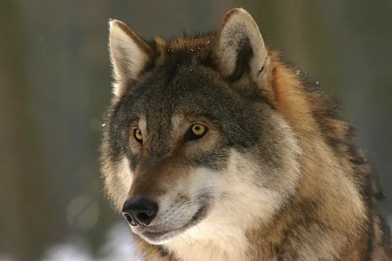 Los 7 animales más peligrosos de Alaska: el desierto de Alaska