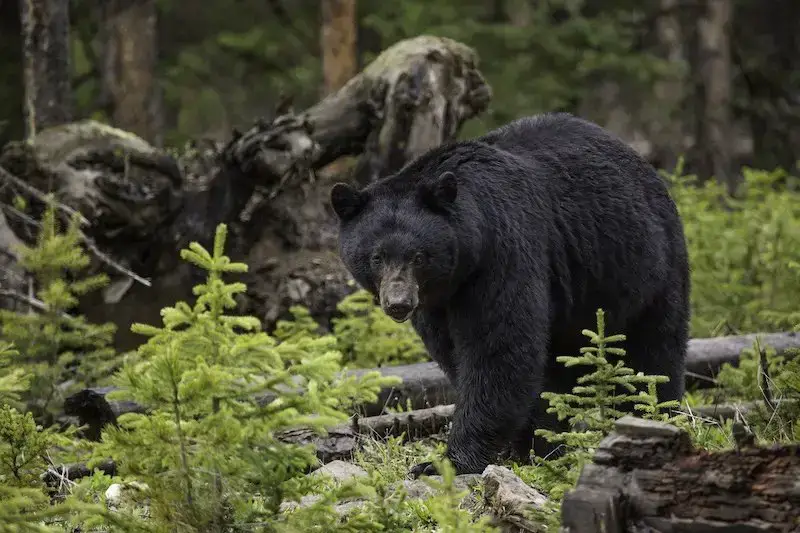 Los 7 animales más peligrosos de Alaska: el desierto de Alaska