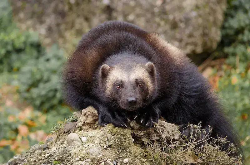 Los 7 animales más peligrosos de Alaska: el desierto de Alaska