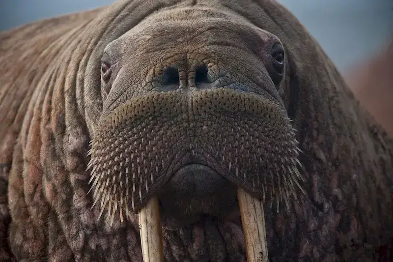 Los 7 animales más peligrosos de Alaska: el desierto de Alaska