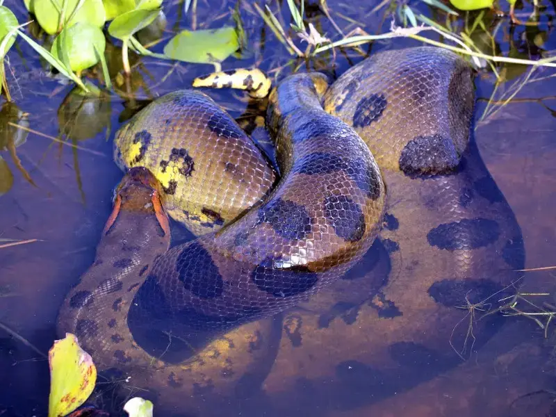 Los 9 animales más peligrosos del Perú escondidos en las sombras