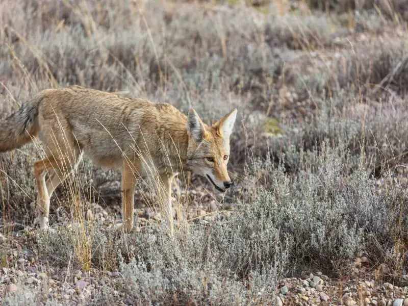 Los 7 animales más peligrosos que puedes encontrar en El Salvador