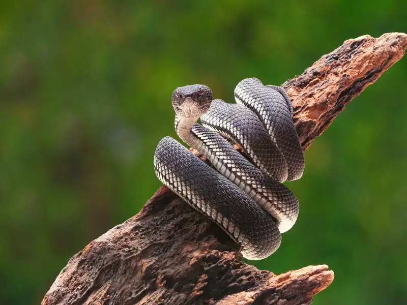 Los 7 animales más peligrosos que puedes encontrar en El Salvador