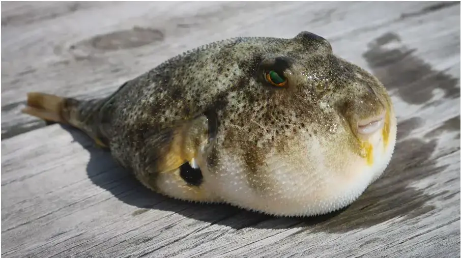 ¿Cuáles son los animales peligrosos en República Dominicana?