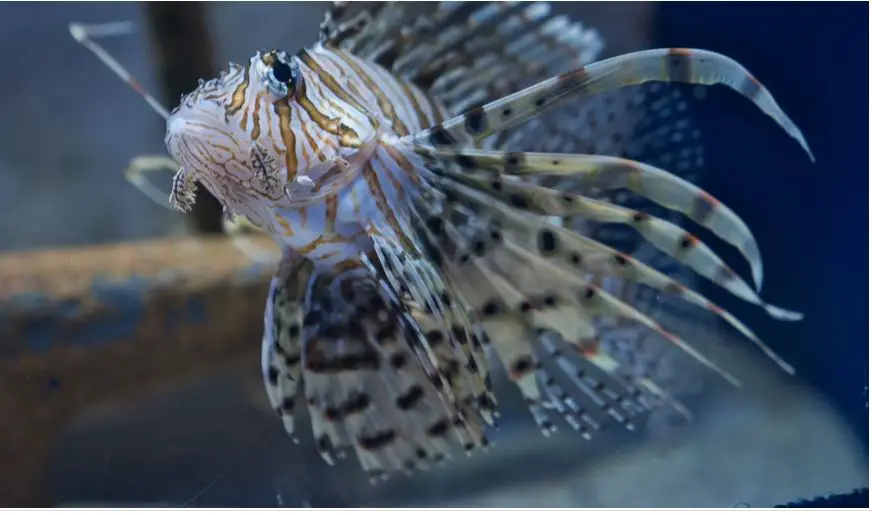 ¿Cuáles son los animales peligrosos en República Dominicana?