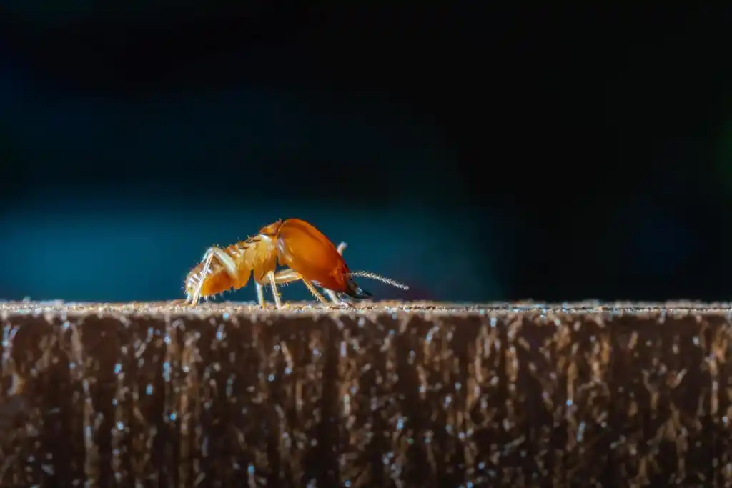 Más de 20 insectos y bichos imperdibles en Vietnam que muerden y pican Más de 20 insectos y bichos imperdibles en Vietnam que muerden y pican