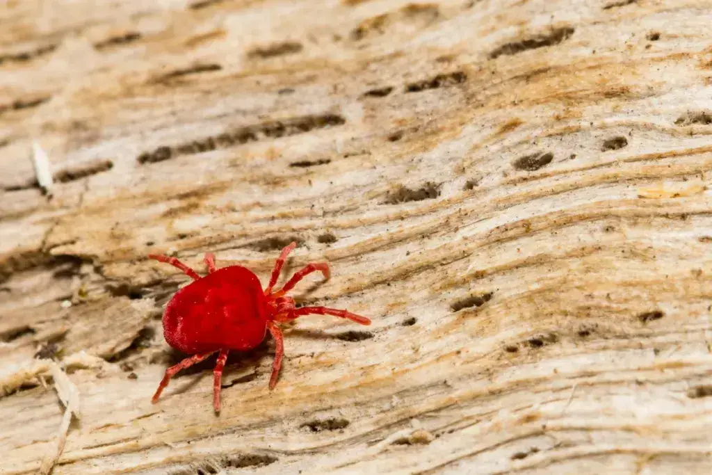 Más de 20 insectos y bichos imperdibles en Vietnam que muerden y pican Más de 20 insectos y bichos imperdibles en Vietnam que muerden y pican
